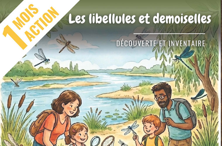 Les libellules et demoiselles